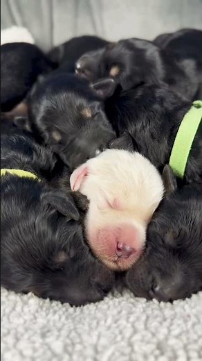 4 Day Old Puppy Pile 🥰 (Shepadoodles)