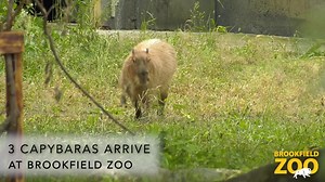 📣CAPYBARAS ARE HERE📣 We couldn't be more excited to introduce you to our three newest animal residents! 😄 Capybaras are the world's LARGEST rodent, and excellent swimmers. 🏊 You can spot them at their new outdoor habitat, located on the northeast side of the Pachyderm House. | Brookfield Zoo Chicago