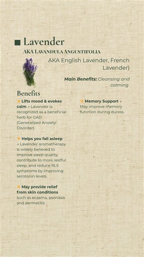 Most people know Lavender for its calming scent… but this traditional herb may support so much more. 🌿💜 Potential benefits include: ✨ Mood support & sense of calm 😴 Better sleep and rest routines 🩹 Relief for minor pain tension 🌸 Skin support for irritation & dryness 🧠 Gentle memory focus support Whether you enjoy it as tea, aromatherapy, capsules, or skincare, Lavender has been trusted for generations. 💚 Save this for your natural wellness toolkit 🌿 Follow Still Earth Botanicals for mor