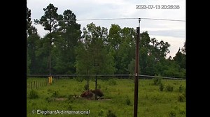 8K views · 1.1K reactions | The EleCam enables us to observe the developing relationship between Mundi, Bo, and Tarra without disturbing them. How sweet to see Mundi taking a nap next to Bo. They have become such close friends. | Elephant Aid International | Facebook