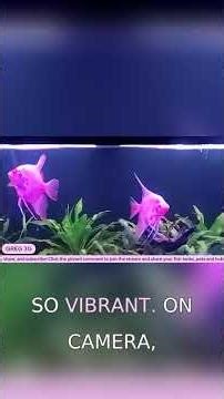 Greg’s Neon Pink Glow Angels Look Unreal: So Beautiful! #angelfish #glowfish #plantedtank #fishtank