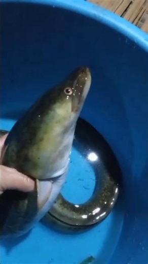 Fish Khate Samay Ye Galti Jaan Le Sakti Hai 😱 | Fish Bone Choking Facts #shorts #fish