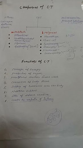 Components & Functions of connective Tissues