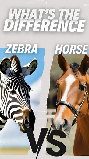 3.5K reactions · 253 shares | Zebra vs Horse #explainlikeim6 #fact #facts #facts #factsdaily #factoftheday #ai #aiart #wild #wildlife #animals #wildanimals | Explain Like I'm 6 | Facebook