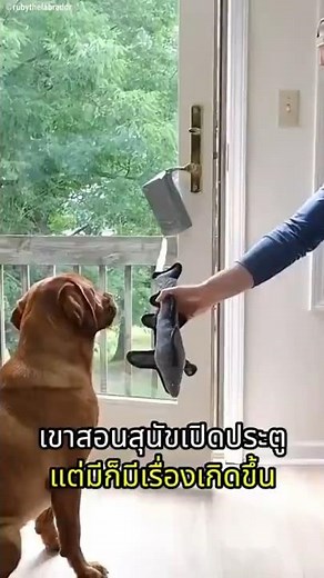 He taught the dog to open the door but didn't think this would happen.