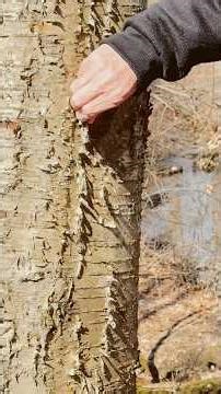 Did You Know This!!!#nature #tree #yellow birch #wilderness survival