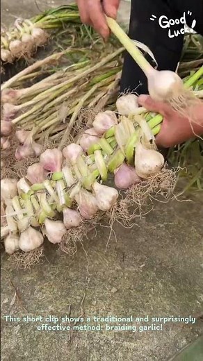 How to Braid Garlic for Drying | Traditional Food Preservation