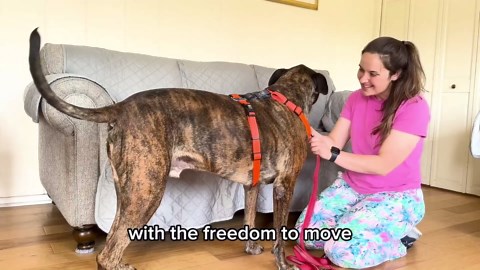 Blue-9 Buckle-Neck Balance Harness, Fully Customizable Fit No-Pull Harness, Ideal for Dog Training and Obedience, Made in The USA, Black, Medium/Large