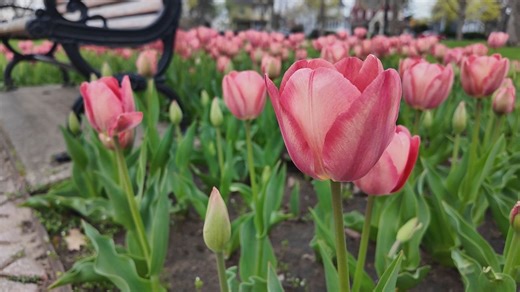 'RIGHT ON TIME' | Holland tulip blooms expected to line up with city's Tulip Time Festival following last year's early bloom