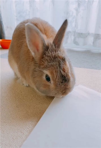 今日も平和。 #うさぎのいる生活 #癒し