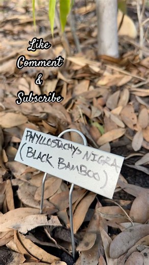 My black bamboo is all grown up | Phyllostachys nigra