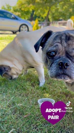 Lincoln and Maggie are the quintessential pair of senior pugs. They honestly could not be more perfect! To learn more about these two or apply, you can go to https://pacificpugrescue.org/available-pugs #pacificpugrescue #pacificpugs #bondedpair #seniorpugs #adoptseniordogs #twoarebetterthanone #adoptus #adoptapair #perfectpugs | Pacific Pug Rescue