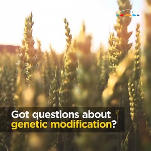 We've been modifying the genes of plants and animals for centuries with conventional breeding methods—what's different about modern genetic modification? | Australian Academy of Science