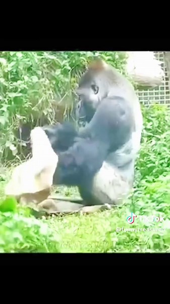 funnytreasure4 on TikTok