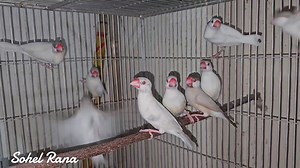 7.8K views · 106 reactions | Opal Java Sparrows. All are red eyes. | Exotic Pets Aviary | Facebook