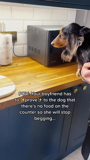 Funny Dachshund Problems: Hilarious Dog Logic Moments