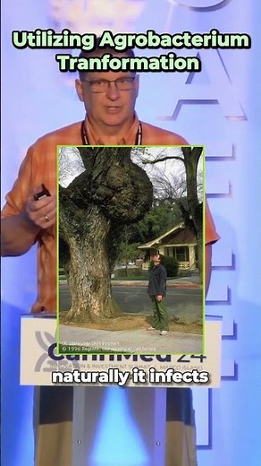 Utilizing Agrobacterium Transformation - CannMed Events