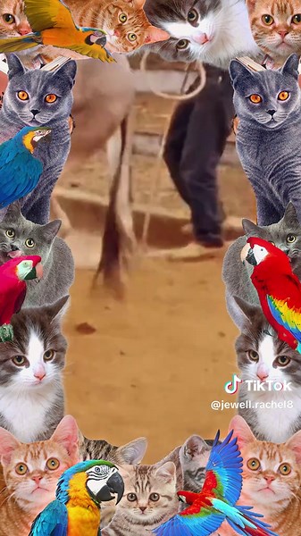 #foryou #dogmeetingpuppy #unfreezemyaccoun #growmyaccount #virltiktok #viralvideos #foryoupagee #satndwithkashmir