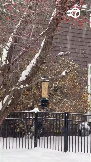 15K views · 134 reactions | ❄️Snow was seen falling in a northern Illinois garden on Monday, December 1, amid a warning from the National Weather Service. Jan Kravitz posted this footage to X of birds enjoying a feed in St Charles, seemingly unbothered by the snowy conditions. “Love how the berries stand out against the snow,” Kravitz said. | ABC 7 Chicago | Facebook