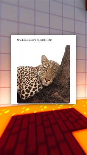 Animal Memes Worth The Scroll 😭