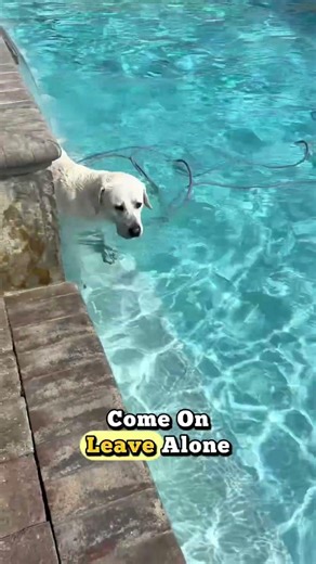 Apparently I don’t need a pool service…I have a Labrador with a hero complex #dog #funnyvideo