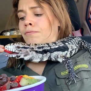 167K views · 2.5K reactions | Flat out like a lizard drinking all day | Ray's Funny Page | Facebook