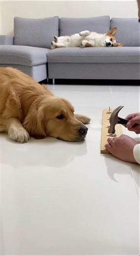 Ask it to do some work, but it's timid The cute pet has become a spirit Golden retriever Fant