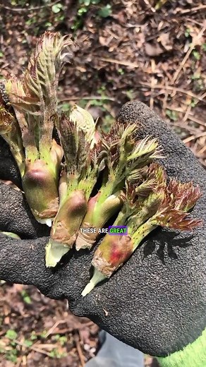 Andrew Conboy on Instagram: "This invasive tree produces delicious edible buds each spring! The huge buds of Japanese Angelica Tree (Aralia elata) is sometimes referred to as the “king of edible wild plants”, taranome, or dureup - they can be harvested just after the leaves start to break through the bud scales. In its native range, Aralia elata is a prized delicacy. My friends Tama (@meadowsandmore) and Derek (@brandywild_) took me along on their recent foraging trip to show me how to properly 