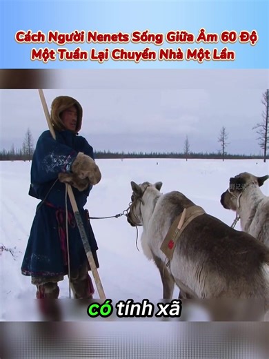 Cách Người Nenets Sống Giữa Âm 60 Độ - Một Tuần Lại Chuyển Nhà 1 Lần #fyp #review #kienthuc #reviewcuocsong #reviewphim