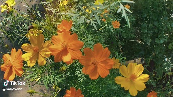 Slow Motion CapCut Video with Relaxing Radio Vibes