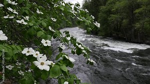 Dogwood blossoms hang from a tree as the Merced River rushes in Yosemite National Park