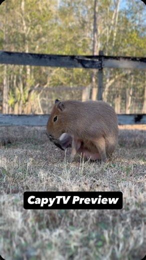 A lil sneak peek at our new eight hour CapyTV 🖤 lots of capybara chilling, with a lil bit of silly antics sprinkled in! Check it out on YT now! #capybara #capybaras #capybarasofinstagram | Dark Wings Wildlife & Education