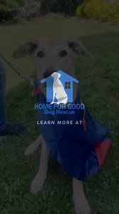 8.3K views · 284 reactions | Betty’s superpower? Turning heads with her ears alone.  One tilt and you’ll be completely smitten — she’s got the most expressive ears in the game. Adopt Betty at HomeForGoodDogs.org  #AdoptBetty #RescueDog #SuperDog #ExpressiveEars #AdoptDontShop #HomeForGoodDogs #FosterDogsOfInstagram #DogsofInstagram #RescueSuperhero #AdoptableDogs | Home for Good Dog Rescue | Facebook