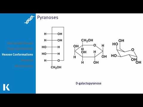 Cyclic Sugar Molecules