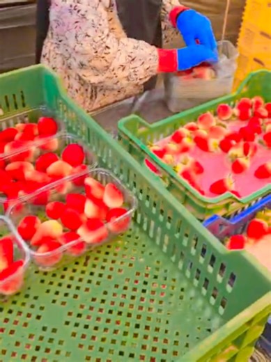 Strawberry Sorting Techniques for Better Harvesting