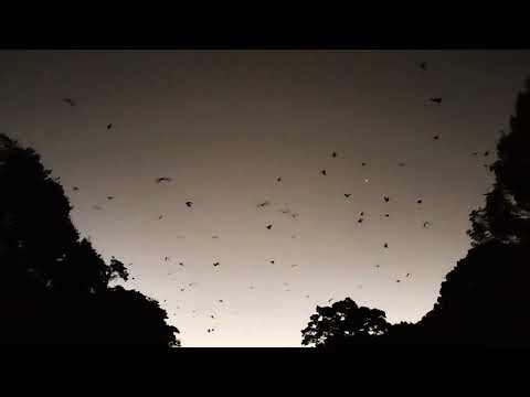 PTEROPUS is a genus of MEGABATS largest bats in the world. They are fruit bats or FLYING FOXES 18