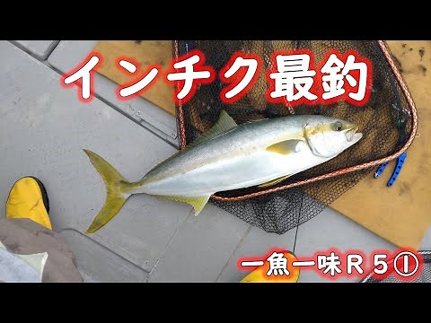 【インチクで根魚と青物を狙う】マイナーですが、インチクでの釣りをメインに情報を発信しています。根魚を狙うならインチクがオススメです。格安最釣インチクの作り方は説明欄からどうぞ！