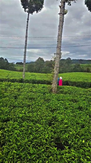 spot swiss cibuni #rancabali #ciwidey #jalanjalan #alam #kebunteh