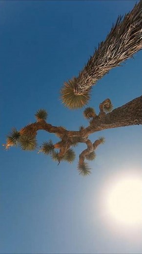 Through Stone and Silence | Joshua Tree Hike