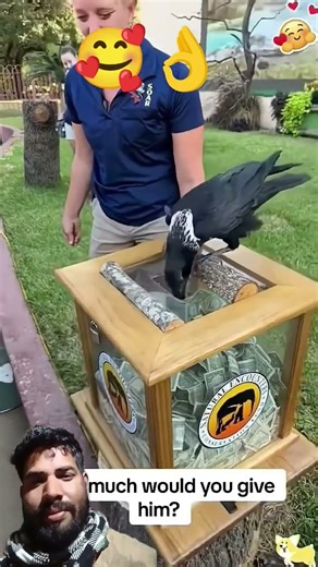 Not many people keep pet ravens, right?#ravensoftiktok#bird#birds#birdsoftiktok#ravenreyes new video