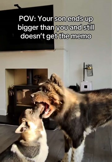 American Akita Growth Journey: Meet Zeus