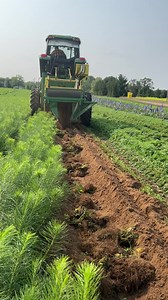 It is that time of year again!🚜 Time to dig some of our perennials out of the fields! Do you want to see more videos of us digging perennials?🌼 | Walters Gardens