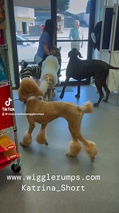 17K views · 477 reactions | Real-life zoo | Zoodle parade | greeted by Zeus the Zebra Zoodle, Kevin GiraffieZoodle, Carl Tiger Zoodle, Raquellie Leopard Zoodle, and of course, Bruno Tigerzoodle! Zeus GiraffieZoodle & Kevin ZebraZoodle Dogs | About Poodle | Facebook