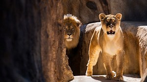 Adopt an Animal | The Maryland Zoo