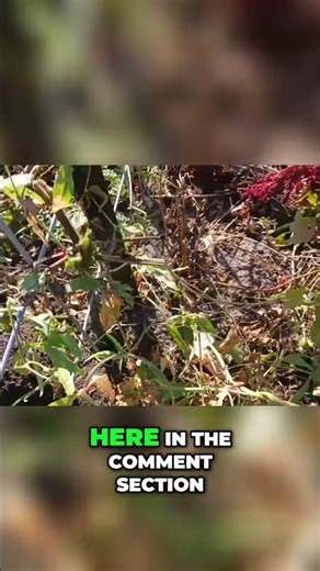 Pocket Gopher Problems What to Do Expert Advice