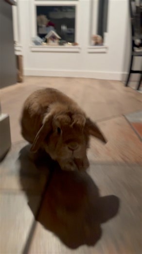 Merry Christmas Eve! #bunny #pet #holiday #rabbit #animal #cute #lifestyle