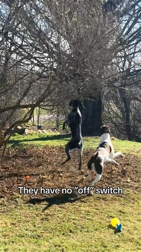 What did I miss?? #GSP #gspcommunity #gspdog #gsplife | gsp.sissys