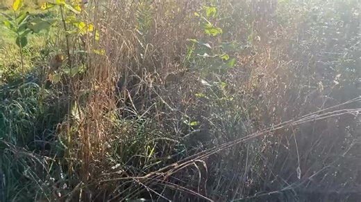 10K views · 198 reactions | Setters & Pheasant! Sammy The Rockstar & Long Island Ice come together to pin a young pheasant #proplansportingdogs #midnightkenneltraining #fieldtrials #englishsetter #pheasant | Midnight Kennel | Facebook