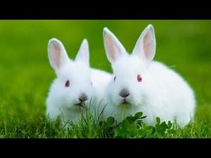Genetic Engineering : Glow-In-The-Dark Rabbits