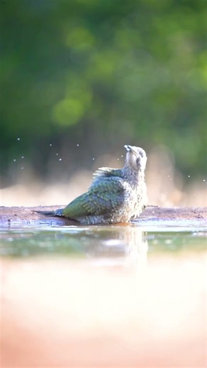 Amazing Bird Species Compilation | Relaxing Wildlife Video #viralvideo #shortvideo